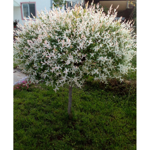 Salix integra